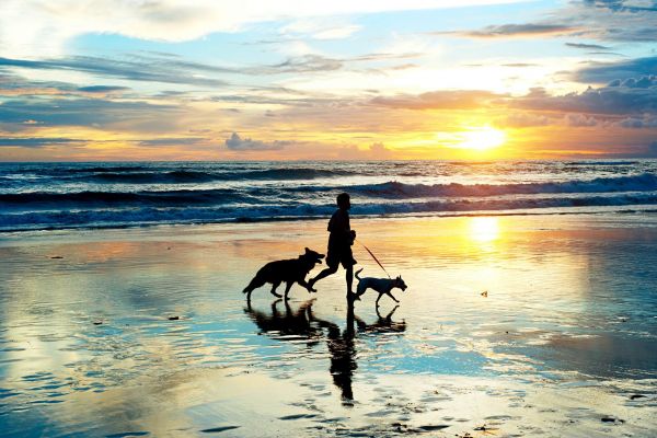 Attain at Chics Beach apartment homes with Person walking two dogs along the beach at sunset, with waves and a colorful sky in the background.