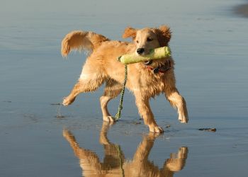 Attain at Chic's Beach apartment homes with Wet golden retriever running on the beach with a toy in its mouth, reflected in the wet sand.